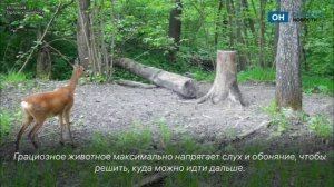 Нерешительная косуля застыла в лесах Орловского полесья