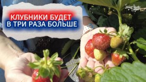 ИСПЫТАННАЯ ПОДКОРМКА КЛУБНИКИ ПОСЛЕ УРОЖАЯ — УРОЖАЙ В ТРИ РАЗА БОЛЬШЕ! ЧЕМ ПОДКОРМИТЬ ЯГОДНЫЕ КУСТЫ