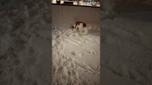 15.12.2024 Прогулка с Никуней