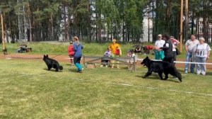 РАБОЧИЙ КОБЕЛИ ДШ / КЧК ЗАРЕЧНЫЙ 22 июня`25 Ю.Скиба Моно немецких овчарок