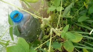 Та самая настоящая НЕ ГМО СОЯ! Хотите?))) Личный опыт выращивания сои обыкновенной. || Soybean plant