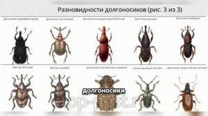 Долгоносик — Мастер Маскировки и Главная Угроза Зерна! Неожиданные Факты о Самом Интересном Жуке