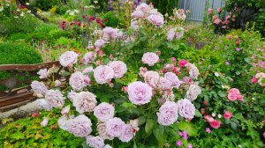 Цветут розы и ромашки, шалфей обрезала, лилейник-красавец! Сад 30.06.2025 г. Дизайн сада, цветы.