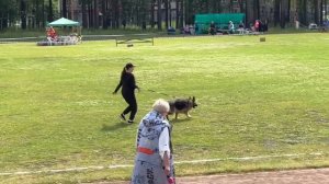 3 Отл. Хаус Фанни ВЕРДЖИНИЯ +++ №71. КЧК ЗАРЕЧНЫЙ 22 июня`25 Моно немецких овчарок