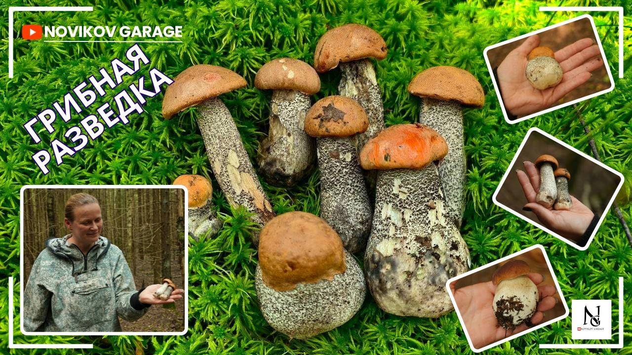 Грибная разведка 2 июля 2025. Всеволожский район. смотреть онлайн