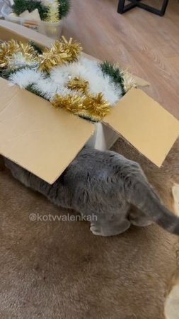Нарядить елку с котом #котики #котвваленках