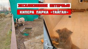 Шокирующие подробности кипера о работе в "Парке львов "Тайган"