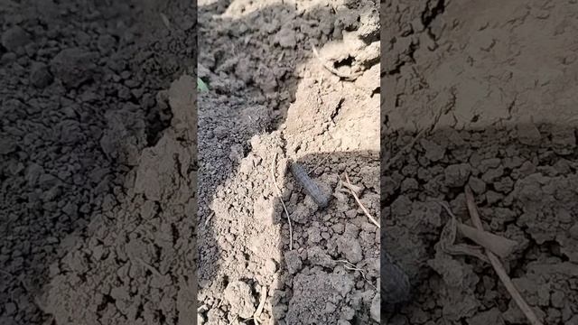 Вредители в земле. Угроза урожаю.