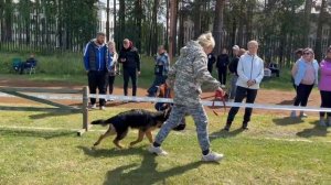 БЕБИ СУКИ ДШ / КЧК ЗАРЕЧНЫЙ 22 июня`25 Ю.Скиба Моно немецких овчарок