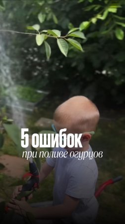 5 ОШИБОК ПРИ ПОЛИВЕ ОГУРЦОВ