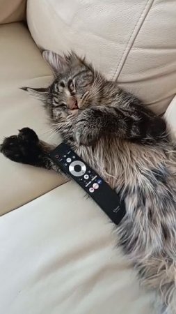 ЗАЧЕМ НУЖЕН МЕЙН-КУН? 🐱🤔