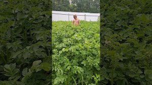 Мутанты на огороде 🤣