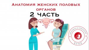 "Анатомия женских половых органов" 2 часть.