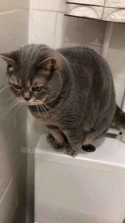 Первопроходец #котики #котвваленках