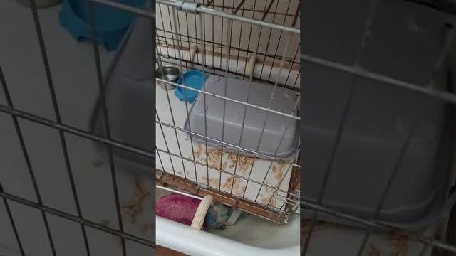 Нюше нужен дом.