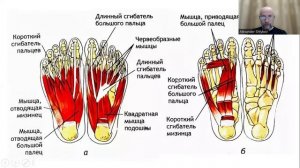 Цикл обзоров "Физиологический ликбез" Плоскостопие