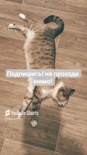 поддержите