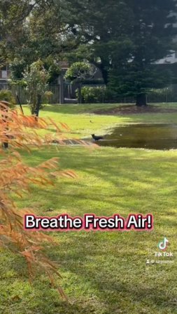 Дыши Свежим Воздухом! Breathe Fresh Air! Walking - Windy Day. #healthylifestyle #heathy #австралия