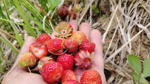 Охота на землянику | Набрал полную кепку земляники  | Остров Сахалин | Дальний восток 2025 год