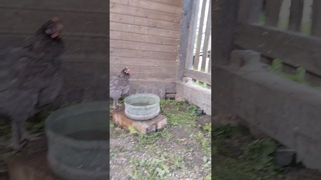 китайский хохлатый)