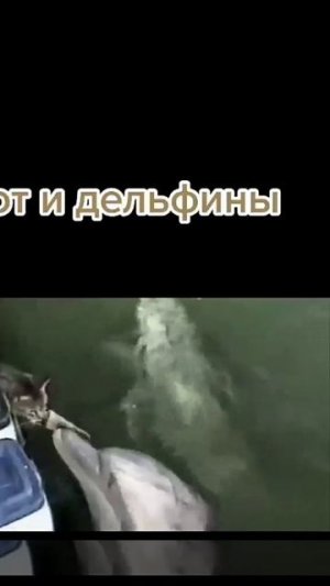 VID_20250703_184429_221.mp4