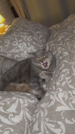 Жуткое дело #котики #котвваленках