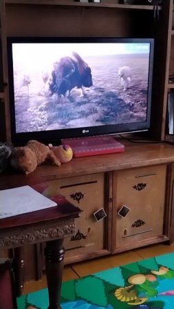 Полярные волки нападают на телёнка и маму овцебыка