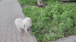 Тиша 1