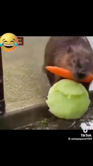 Могу помочь.
1000018067.mp4