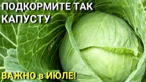 КАПУСТА завяжет все кочаны! С этой ПОДКОРМКИ капуста растет на глазах! Тугой КОЧАН обеспечен!