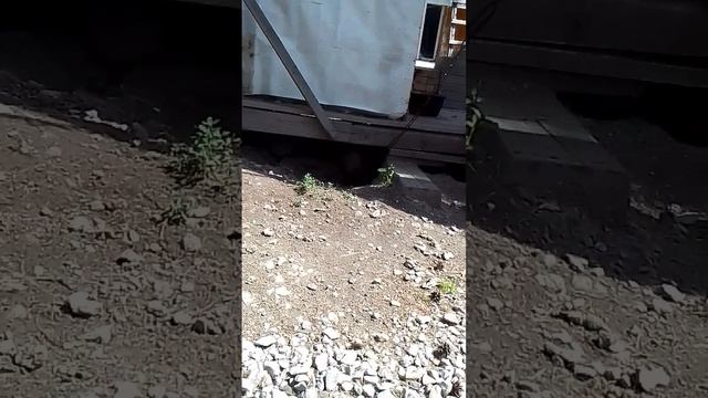 собачий подпол