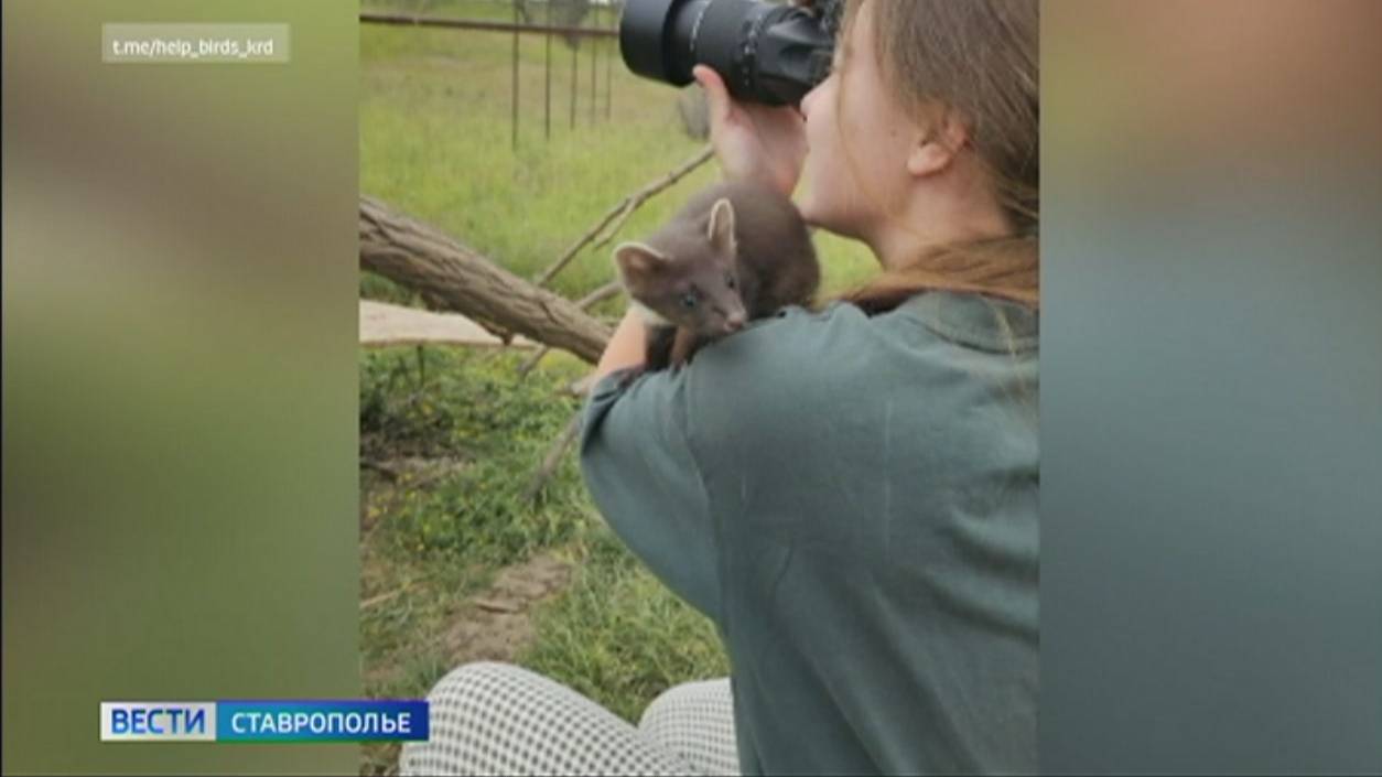 Куница помогает делать фотографии ставропольским волонтерам