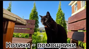 Коты — Ваши верные помощники в саду! 🐾🌹