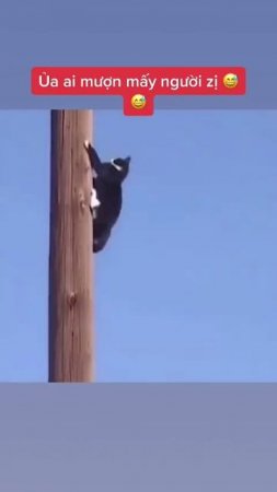 Спасение китайского котофееча