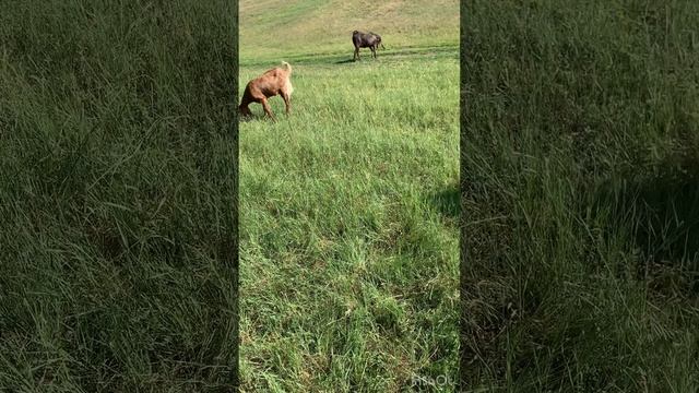 Почему коза не покрывается. Эстрофан для коз. Как козе ставить эстрофан. Эстрофан помогает или нет. смотреть онлайн