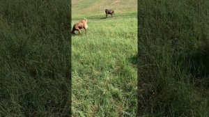 Почему коза не покрывается. Эстрофан для коз. Как козе ставить эстрофан. Эстрофан помогает или нет.