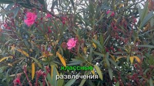 Из Сочи в Тамбов
