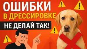Почему собака не слушается и как это исправить?