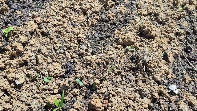 Огородные новости: улучшила жизнь огурцам; капуста повяла