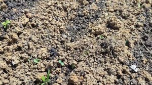 Огородные новости: улучшила жизнь огурцам; капуста повяла
