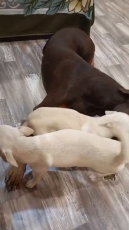 атака на малышку добермана☺😍