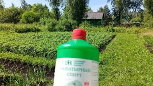 Чем подкормить Овощи ,для хорошего урожая.