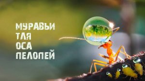 Как муравьи пасут тлю. Оса Пелопей.