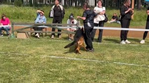 РАБОЧИЙ КОБЕЛИ / КЧК ЗАРЕЧНЫЙ 22 июня`25 Ю.Скиба Моно немецких овчарок