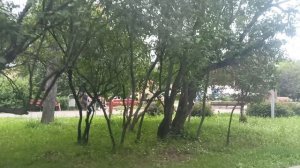 Москва, автобус с783, участок Батюнинская улица - 1-й Курьяновский проезд