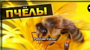 Самые необычные пчёлы мира: плотники, стервятники, пчёлы-кукушки и другие!