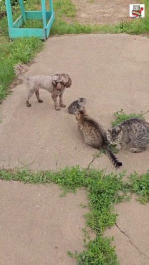 Мама Пуся сводила своего малыша на первую прогулку 🌞❤️😻🐈😻😻😻