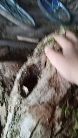 я нашёл голову тун тун сакура