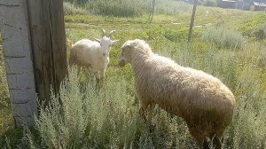 БИТВА ЖИВОТНЫХ 🐑🐐 УДАР РОГАМИ