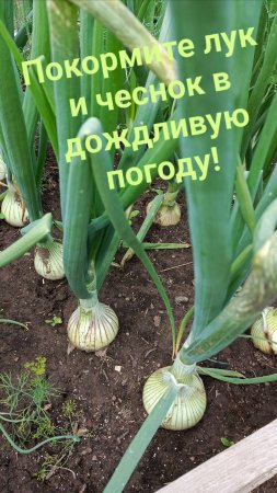 Как правильно давать подкормки луку в дождливую погоду?
